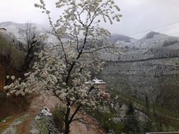 Altınordu Alınca Köyü Resimleri 7