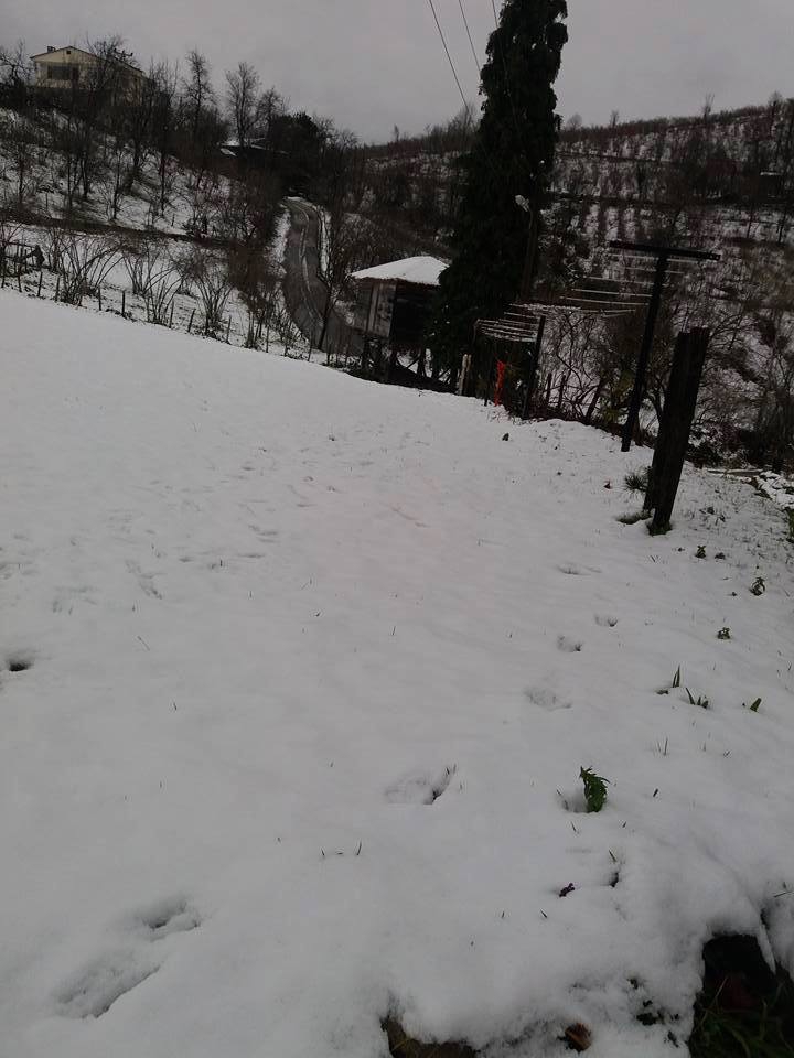 Altınordu Arpaköy Köyü Resimleri 14