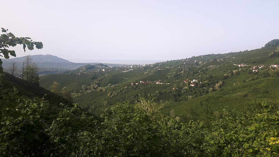 Altınordu Arpaköy Köyü Resimleri 7