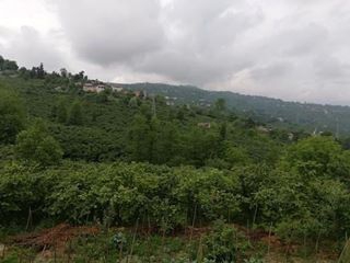 Altınordu Artıklı Köyü Resimleri 3