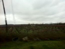 Çarşamba Kumtepe Köyü Resimleri 1