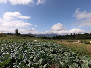 Altınordu Aydınlık Köyü Resimleri 6