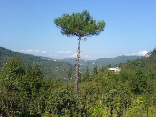 Altınordu Bayramlı Köyü Resimleri 1