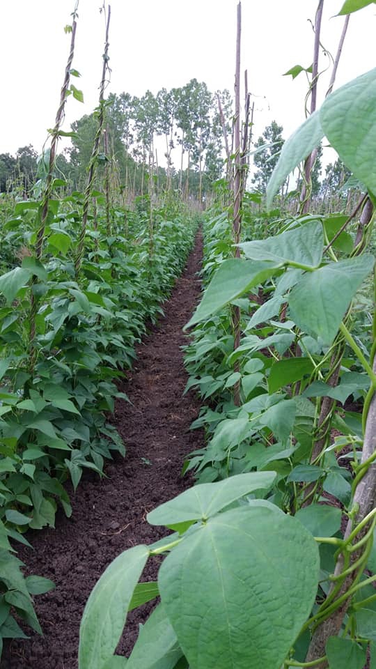 Çarşamba Sahilköy Köyü Resimleri 5