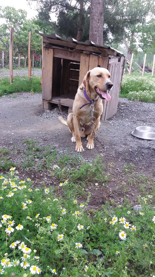 Çarşamba Sahilköy Köyü Resimleri 6