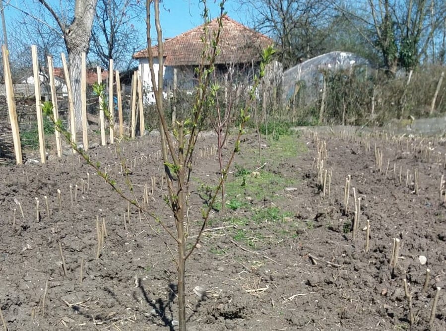 Çarşamba Sahilköy Köyü Resimleri 9