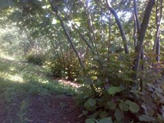 Çarşamba Soğucak Köyü Resimleri 6