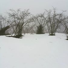 Çarşamba Soğucak Köyü Resimleri 9