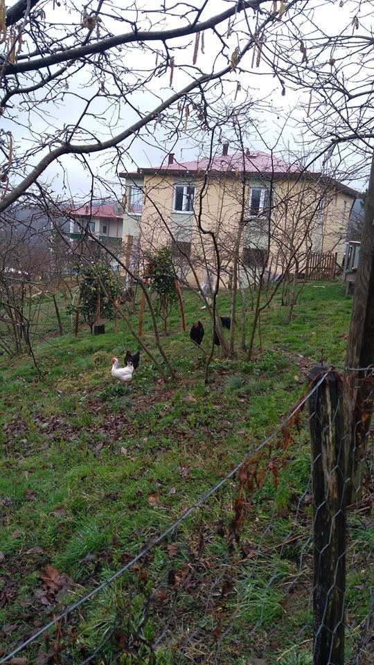 Altınordu Çavuşlar Köyü Resimleri 3