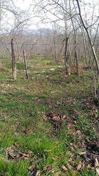 Altınordu Çavuşlar Köyü Resimleri 6