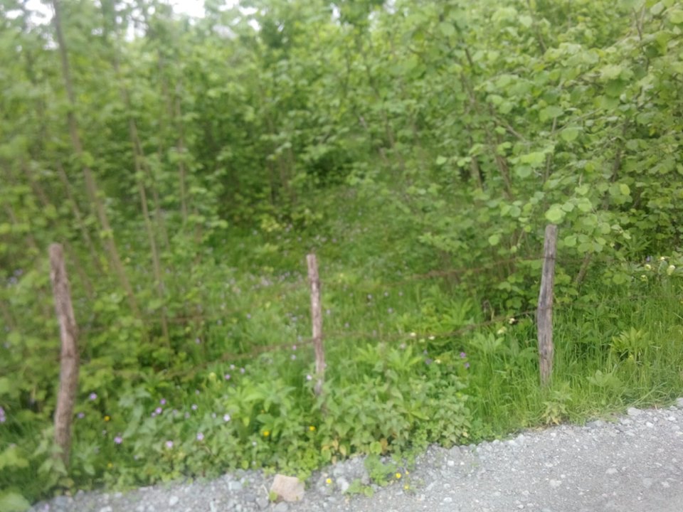 Altınordu Düz Köyü Resimleri 1