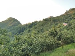 Altınordu Erenli Köyü Resimleri 4