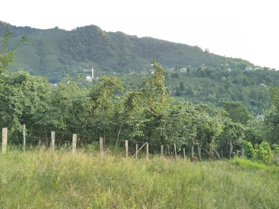 Altınordu Erenli Köyü Resimleri 6