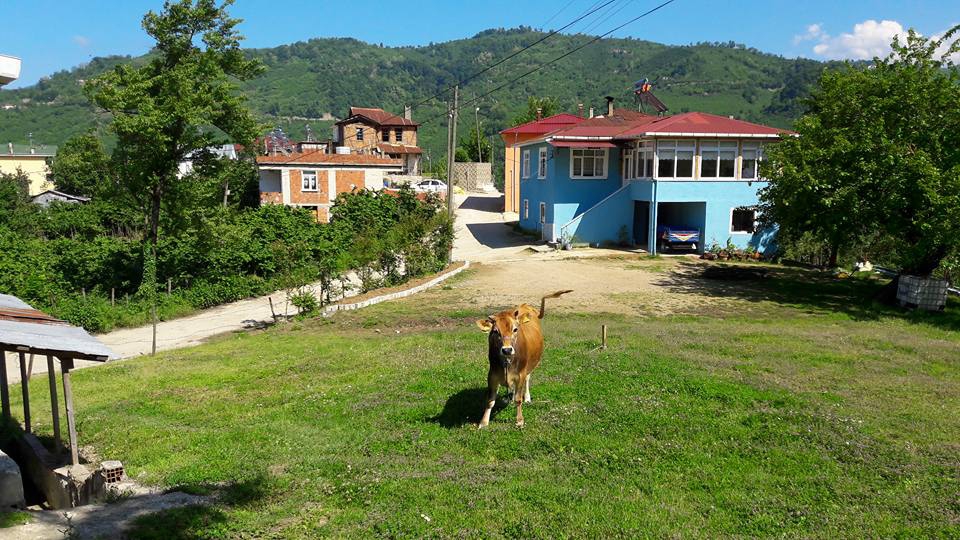Altınordu Eyüplü Köyü Resimleri 4