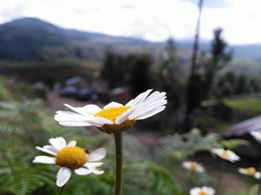 Altınordu Gökömer Köyü Resimleri 3