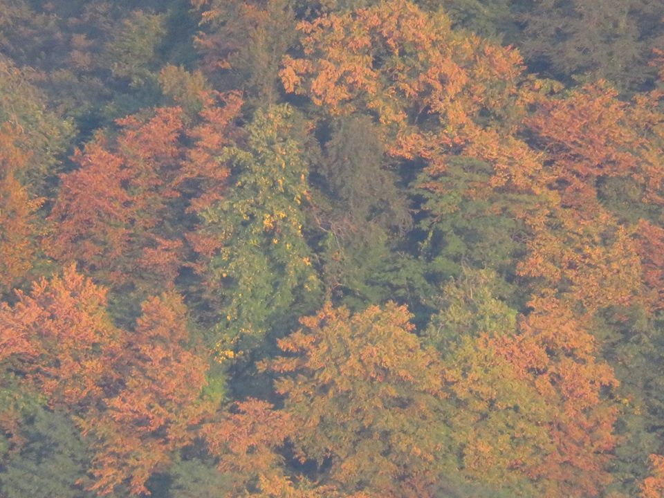 Altınordu Gökömer Köyü Resimleri 4