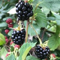 Altınordu Günören Köyü Resimleri 4