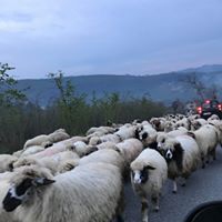 Altınordu Günören Köyü Resimleri 5