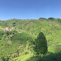 Altınordu Günören Köyü Resimleri 7