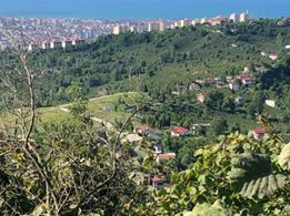 Altınordu Hatipli Köyü Resimleri 12