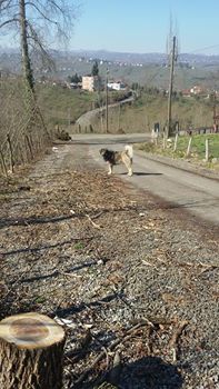 Altınordu Hatipli Köyü Resimleri 3