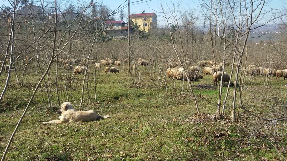 Altınordu Hatipli Köyü Resimleri 4