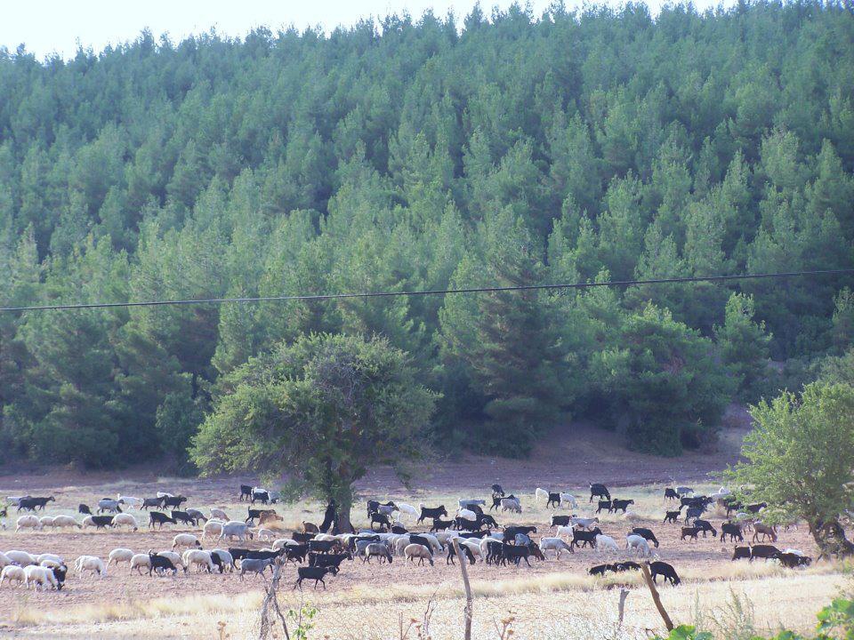 Tavas Pınarlık Köyü Resimleri 18