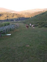 Altınordu Hürriyet Köyü Resimleri 2