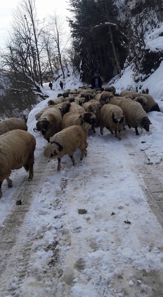 Altınordu Hürriyet Köyü Resimleri 3