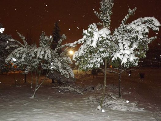 Altınordu Karşıyaka Köyü Resimleri 2