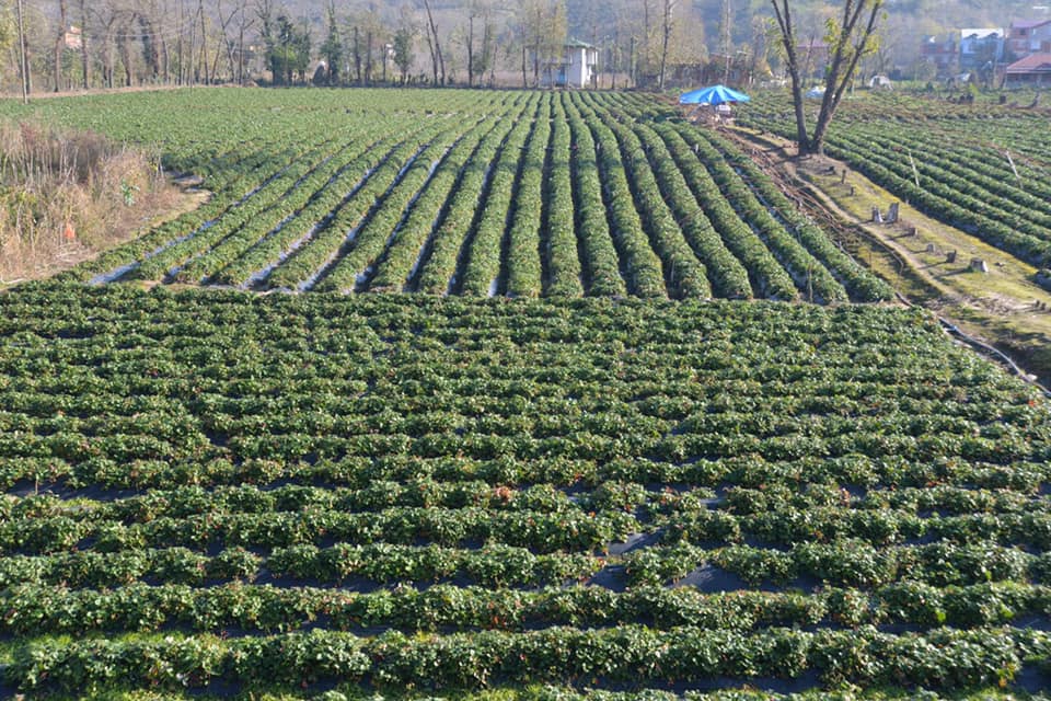 Altınordu Kayabaşı Köyü Resimleri 5