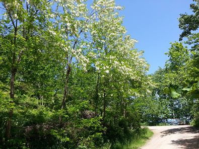 Altınordu Kızılhisar Köyü Resimleri 4