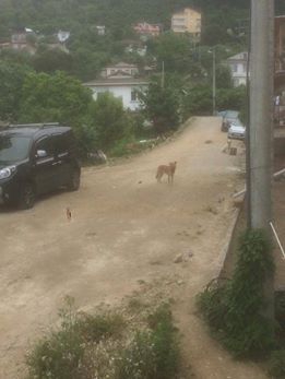 Altınordu Kirazlimanı Köyü Rsimleri 6