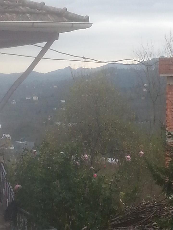 Altınordu Kökenli Köyü Resimleri 1