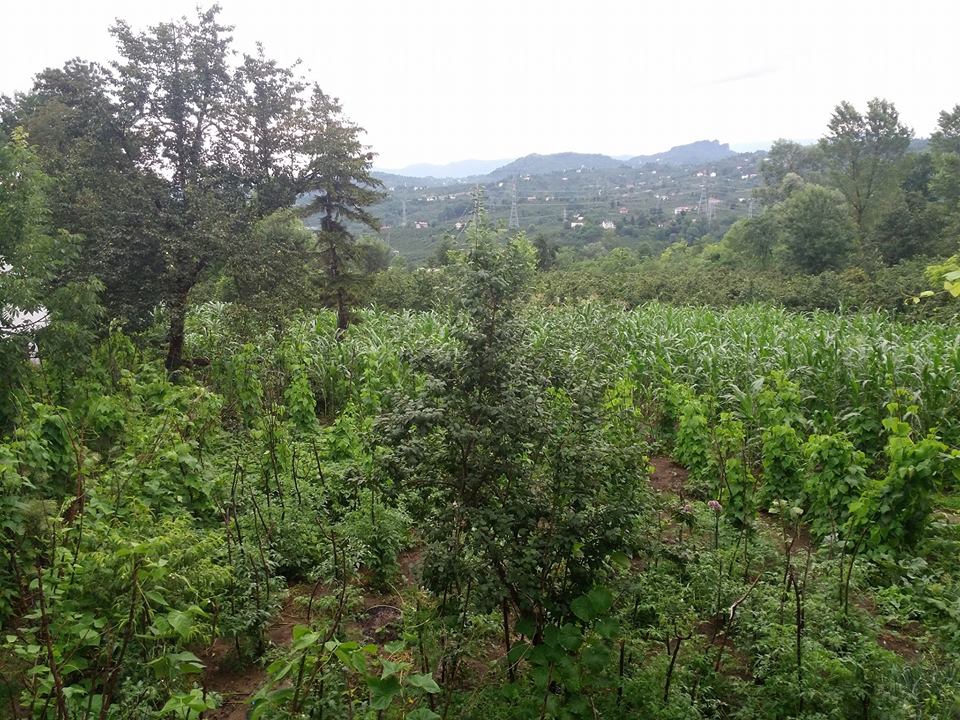 Altınordu Kökenli Köyü Resimleri 7