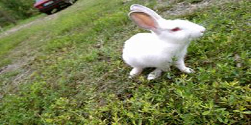 Altınordu Kökenli Köyü Resimleri