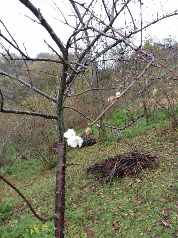 Altınordu Kurtulmuş Köyü Resimleri 18