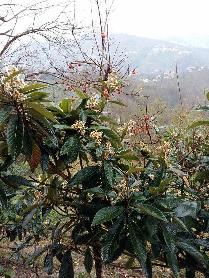 Altınordu Kurtulmuş Köyü Resimleri 19