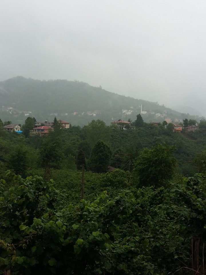 Altınordu Kurtulmuş Köyü Resimleri 20