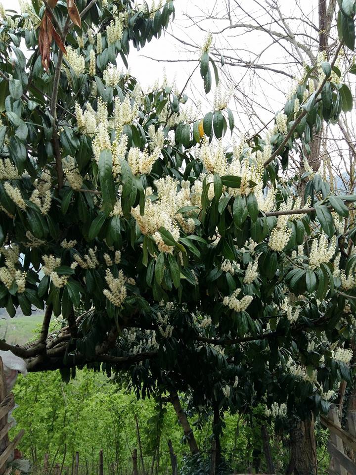Altınordu Kurtulmuş Köyü Resimleri 21