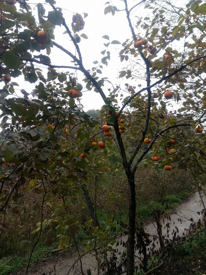 Altınordu Kurtulmuş Köyü Resimleri 9
