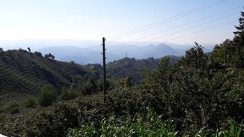 Altınordu Kuylu Köyü Resimleri 10