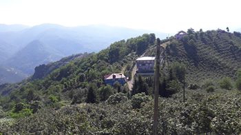 Altınordu Kuylu Köyü Resimleri 12