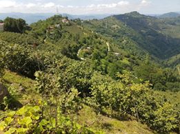 Altınordu Kuylu Köyü Resimleri 13