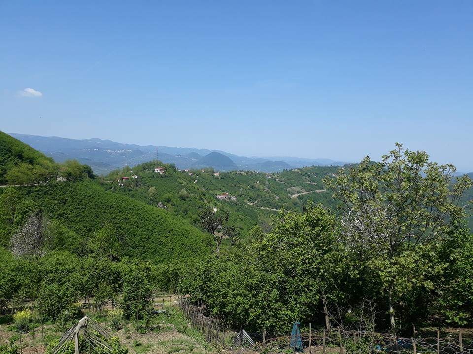 Altınordu Kuylu Köyü Resimleri 2