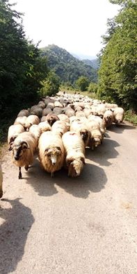 Altınordu Kuylu Köyü Resimleri 4