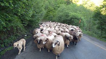 Altınordu Kuylu Köyü Resimleri 5