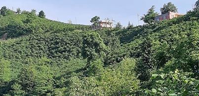 Altınordu Kuylu Köyü Resimleri 7