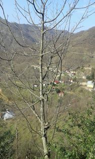 Altınordu Ortaköy Köyü Resimleri 8