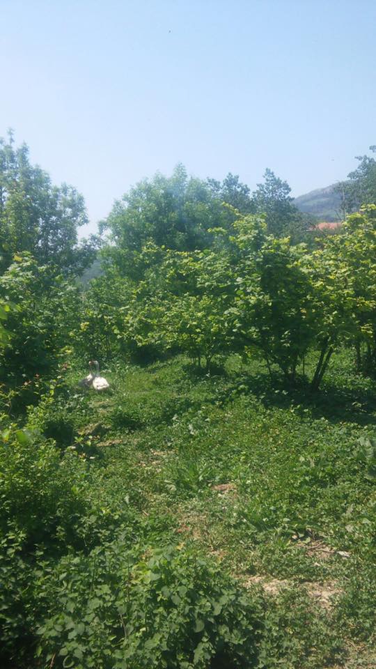 Geyve  Yaylak Köyü Resimleri 1
